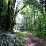 forêt du morvan près de Divali