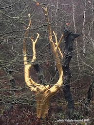 arbre d'or dans la fort de Brocliande