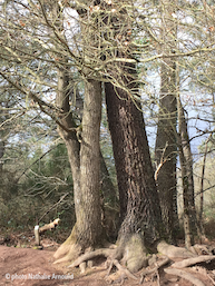 arbres enlacs dans la fort de Brocliande