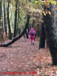 marcher dans la fort de Brocliande